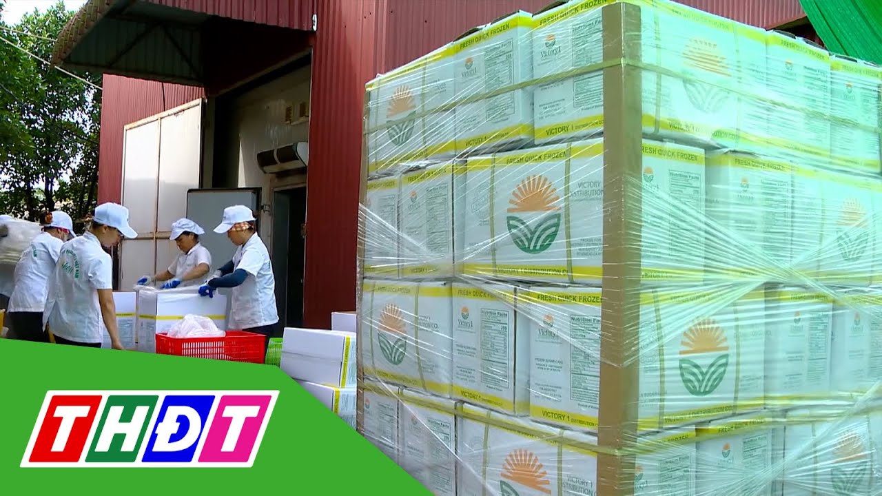 Xuất khẩu hạt điều đạt mức cao kỷ lục | THDT
