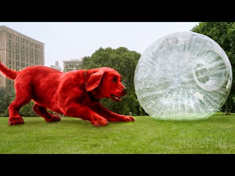 Clifford est le chien qu'on rêve tous d'avoir | Les meilleures scènes de Clifford 🌀 4K