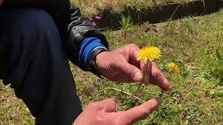 成瀬さんの生物5 校内の野草　タンポポ