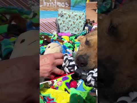 #Dogs pick out their own toy during #Christmas in July!