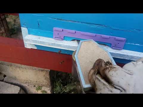 Tretiranje pčela ručnom dimilicom 7 avgust 2019