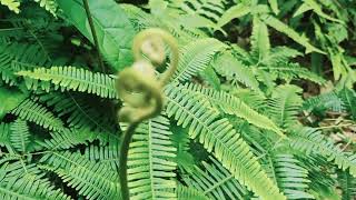 qhia tshiaj tiu  leeg  thiab  te taw.tsis. muaj zog.        yav ntuj tom qab channel. 26/4/2022