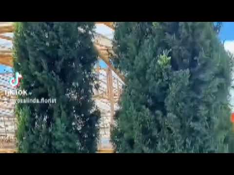 Toko Bunga Rosalinda