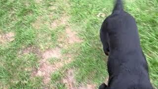 Video preview image #1 Rottweiler Puppy For Sale in Hillsboro, NH, USA