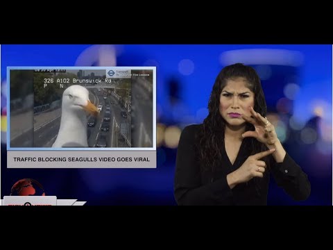 Traffic blocking seagulls video goes viral (ASL - 5.2.19)
