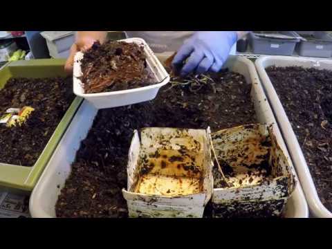 Worms baited out of finished compost after 25 days - vermicomposting