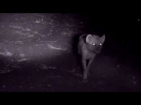 Urban hyenas investigating our car