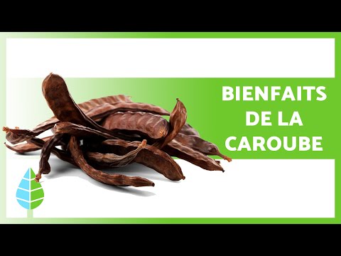 BENEFITS of CAROB🌱 (Properties + How to make CAROB FLOUR✅)