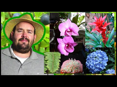 5 kalkhassende Zimmerpflanzen | Flol