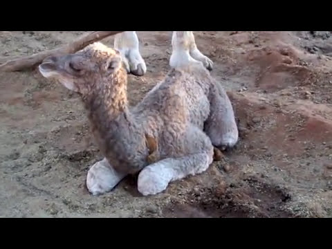 Pyndan Camel Tracks
