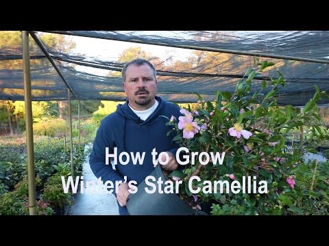 download lagu mp3 mp4 Camellia Sasanqua Winter Star, download lagu Camellia Sasanqua Winter Star gratis, unduh video klip Camellia Sasanqua Winter Star