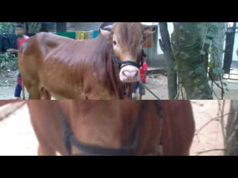 Qurbani Eid 2016 Memories-By-Farhan Omar-Part-01