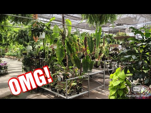 AMAZING PLANT SHOPPING TRIP!