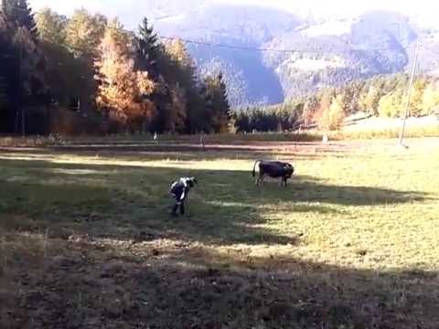 Aquadro funny moments. Chiarini e la mucca 03