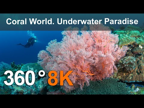 Coral World. Underwater Paradise. Philippines. 360 underwater video in 8K.