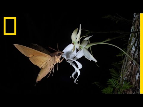 , title : 'Rare Ghost Orchid Has Multiple Pollinators | Short Film Showcase'