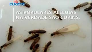 Tô Curioso - Você sabe o que são as aleluias e por que elas aparecem depois de chuva