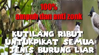 Download lagu kutilang ribut suara pikat untuk semua jenis burung liar mp3 Download lagu kutilang ribut suara pikat untuk semua jenis burung liar mp3