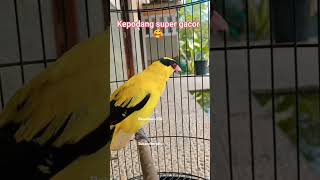 Download lagu ternyata seperti ini suara burung kepodang dari deket🤩#kepodanglokal #kepodangmas #kicaumania#burung mp3