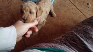 PuppyFinder.com : The Willowettes Playing