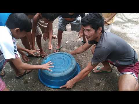 agawan sa pera na my tae sa baka