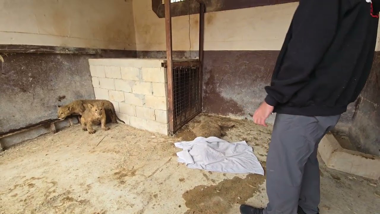 Male cub is helped out of enclosure