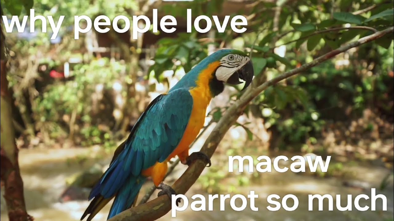 why people love macaw parrot so much