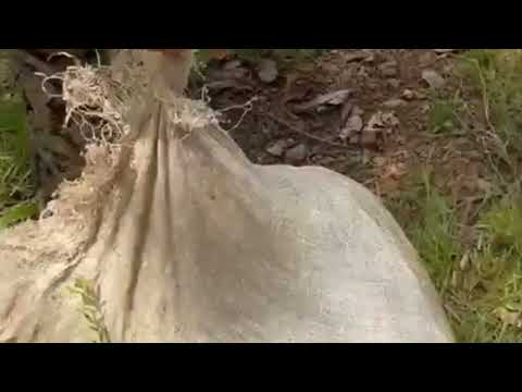 Polícia Militar do Tocantins resgata três mil filhotes de tartaruga em Pium/TO