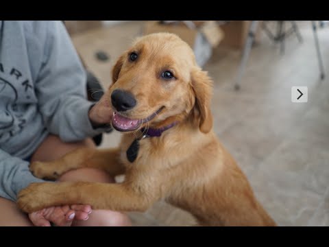 Meet My Tren | Ogus753 Explained