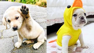 Baby Dogs - Cute and Funny Dog Videos Compilation #57 | Aww Animals
