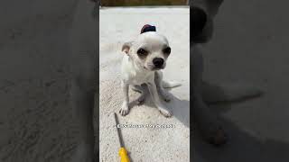 OS ENGENHEIROS NO NOSSO LAGO SÃO DIFERENTES kkkk