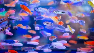 How to Sell Fish Like a Professional | Secrets of Breeding Fish For Profit (Part 5)