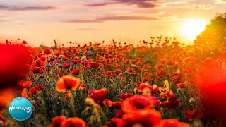 Beautiful Poppies • Relaxing Music For Calm