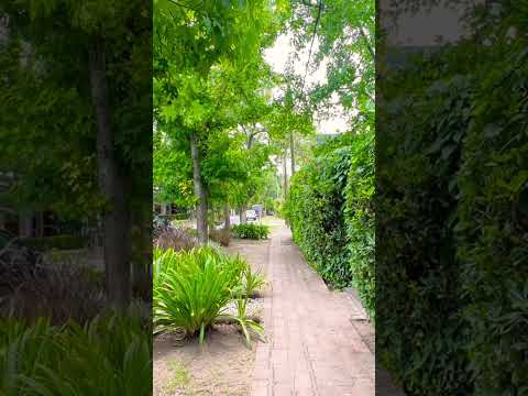 Amo demasiado el verdor que tienen las calles de #citybell en #laplata #walking #shorts #tour #bsas