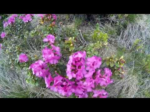 Rododendron( Smardan)( Bujor de munte) Pe Harosu M-tii Rodnei