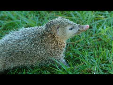 SENS UNIK - tang laké