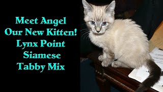 Meet Angel – Our New Kitten! (Lynx Point Siamese/Tabby Mix)