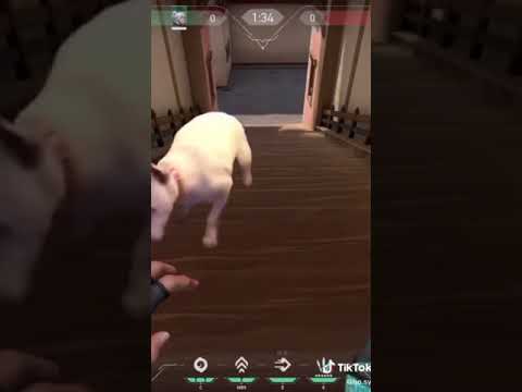 This is why I use Tik Tok for Valorant cli