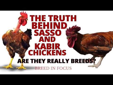 , title : 'The Truth Behind SASSO and KABIR Chickens: Are They Really Breeds? | Breed in Focus'