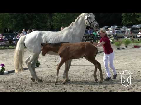 IZ046CH Hengstfohlen von Adagio de Talma - Corrado I - Calypso I