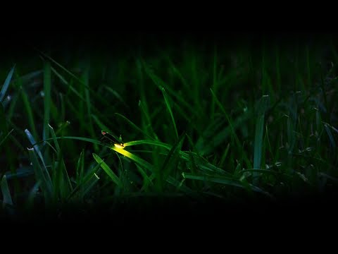 Jayeson Andel - Follow The Firefly Lanterns [Silk Music]