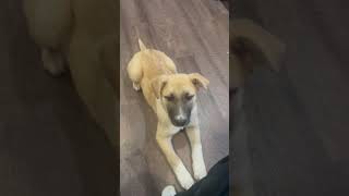 Video preview image #1 Shepradors Puppy For Sale in Princeton, MN, USA