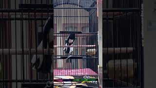 Download lagu CARA MENAIKAN BIRAHI PADA BURUNG KACER AGAR CEPAT GACOR DAN BUKA EKOR mp3