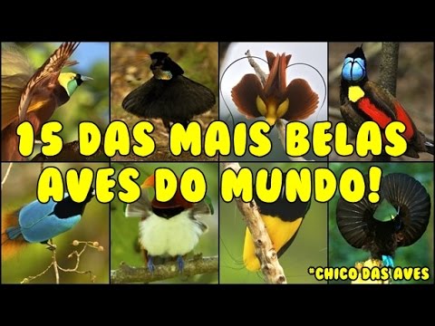As aves MAIS BONITAS do mundo!