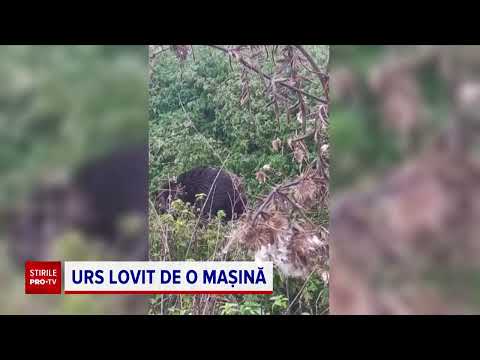 Ursul lovit de o mașină pe DN13, în județul Brașov, este în stare stabilă. Ce au descoperit medicii
