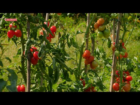 Škola vrtlarstva - kako najbolje posaditi rajčice