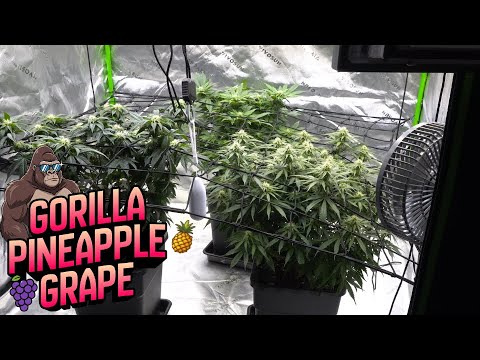 Gorilla, Pineapple & Grape | Close to Harvest | Cannabis Cultivation