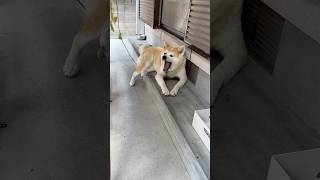 #おはよう#朝のうんち#秋田犬 #秋田犬との暮らし #大型犬 #大型犬のいる生活