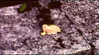 VDG - Trampled Rose (Tom Waits cover)