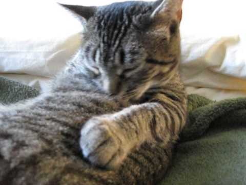 Feline Observational Video I - Cat Self-Grooming